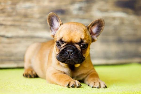 Leuke Franse Bulldog Puppy Studio — Stockfoto