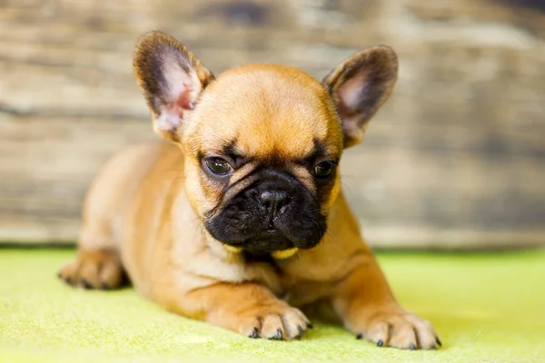 Bonito Filhote Cachorro Bulldog Francês Estúdio — Fotografia de Stock