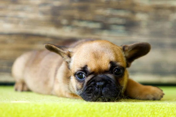 Lindo Perrito Bulldog Francés Estudio —  Fotos de Stock