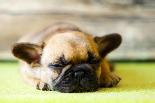 Bonito Filhote Cachorro Bulldog Francês Estúdio — Fotografia de Stock