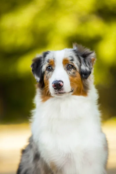 Австралійський Собака Вулиці — стокове фото