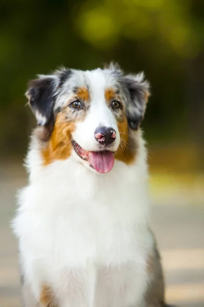 Australian Shepherd Dog Outdoor — Stock Photo, Image