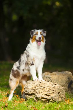 Avustralya çoban köpeği.