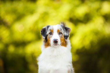 Avustralya çoban köpeği.