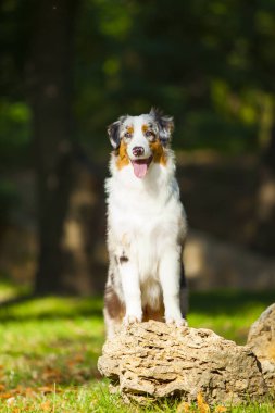 Avustralya çoban köpeği.