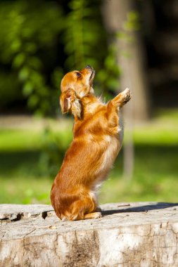 Şirin Papillon köpek yavrusu.