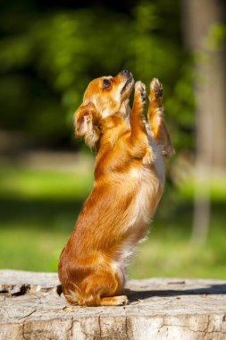 Şirin Papillon köpek yavrusu.