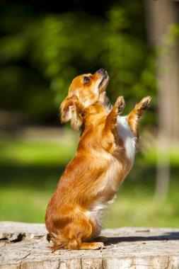 Şirin Papillon köpek yavrusu.