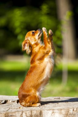 Şirin Papillon köpek yavrusu.