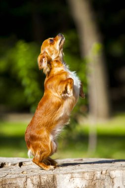Şirin Papillon köpek yavrusu.