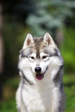 tapılası Sibirya köpeği açık havada.
