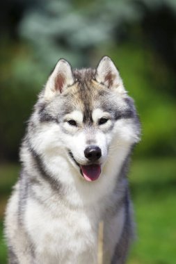 tapılası Sibirya köpeği açık havada.