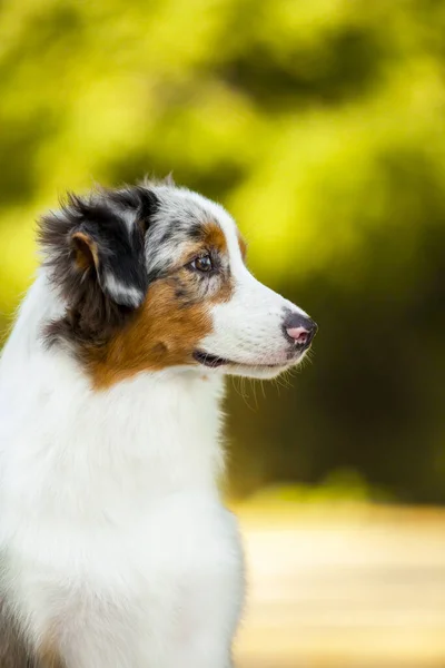 Australske Hyrde Hund Udendørs - Stock-foto