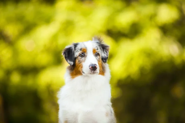 Cão Pastor Australiano Livre — Fotografia de Stock