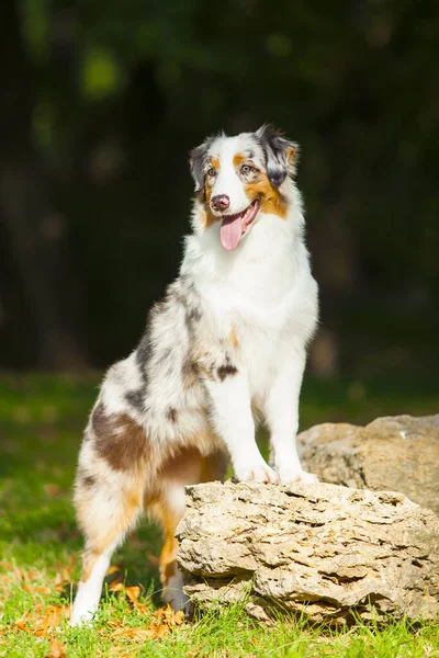 Australiska Herde Hund Utomhus — Stockfoto