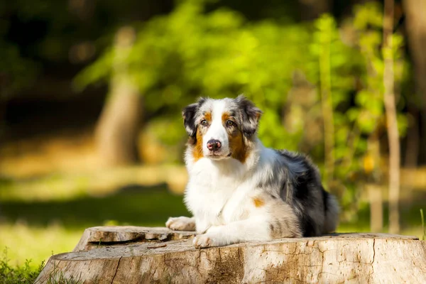Australiska Herde Hund Utomhus — Stockfoto
