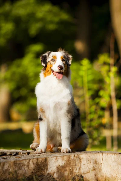 Cão Pastor Australiano Livre — Fotografia de Stock