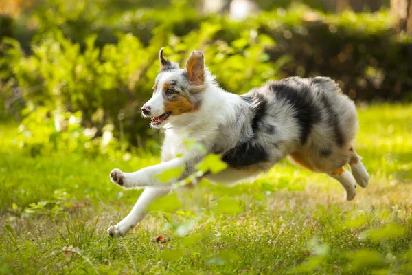 オーストラリアの羊飼いの犬の屋外 — ストック写真