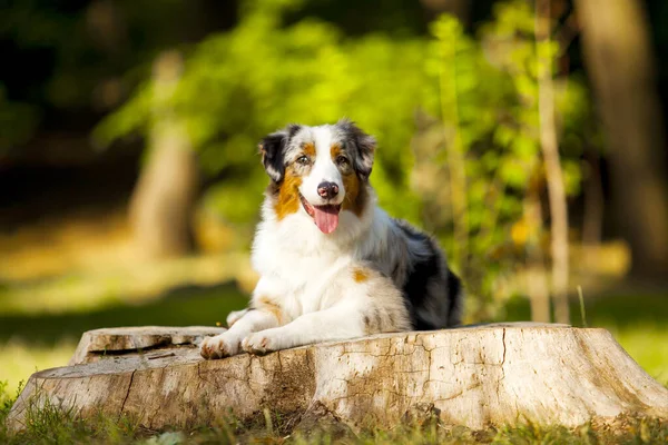 Australian Shepherd Dog Outdoor — Stock Photo, Image