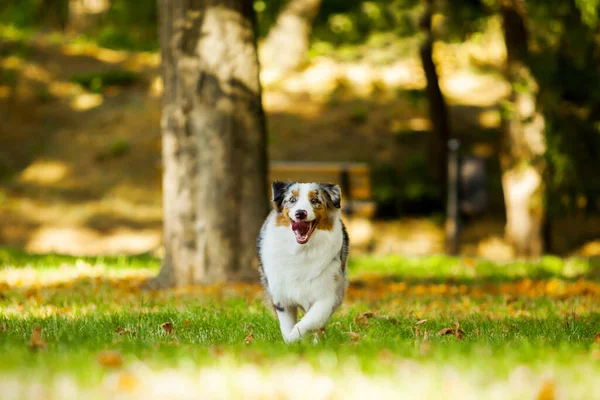 澳大利亚牧羊犬户外 — 图库照片