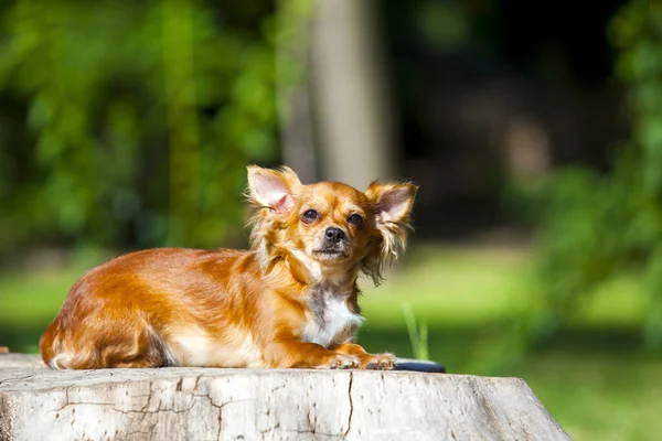 Lindo Cachorro Papillon Aire Libre —  Fotos de Stock