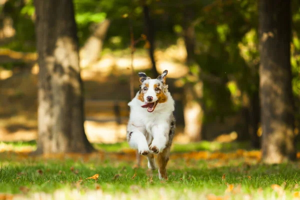 Söt Papillon Valp Utomhus — Stockfoto