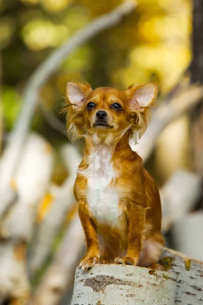 Cute Papillon Puppy Outdoors — Stock Photo, Image