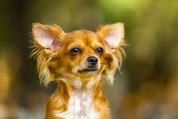 Söt Papillon Valp Utomhus — Stockfoto