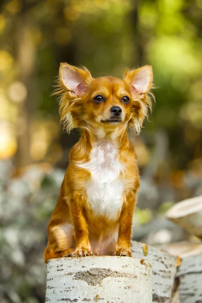 Lindo Cachorro Papillon Aire Libre —  Fotos de Stock