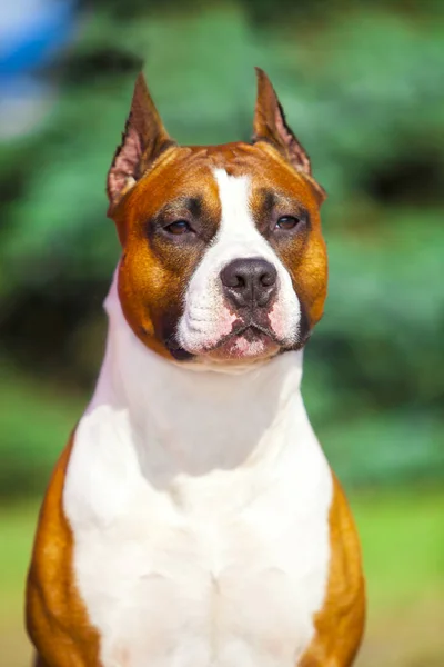 American Staffordshire Terrier Dog Outdoor — Stock Photo, Image