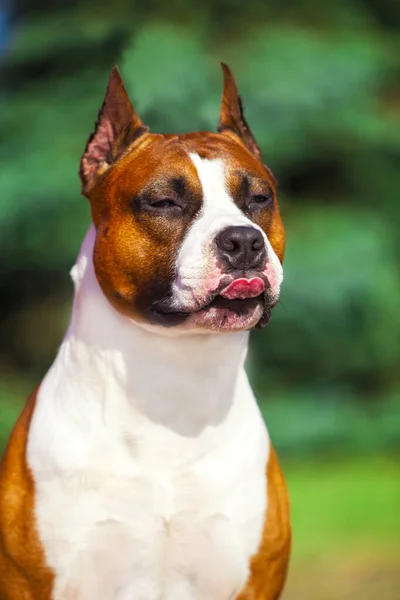 Amerikai Staffordshire Terrier Kutya Szabadban — Stock Fotó