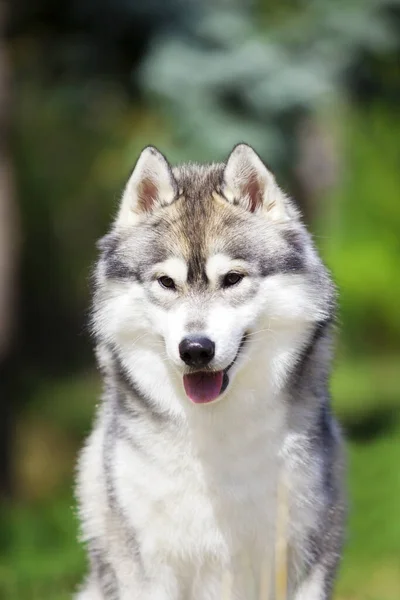 Bedårande Sibirisk Husky Hund Utomhus — Stockfoto