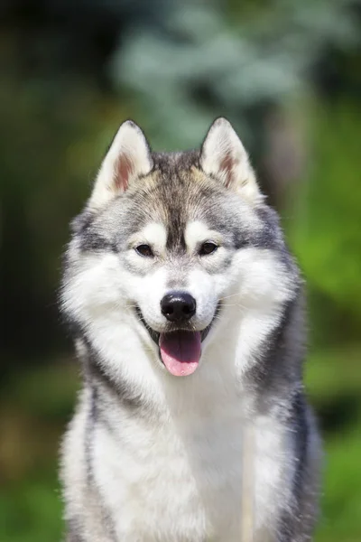 Schattige Siberische Husky Hond Buiten — Stockfoto