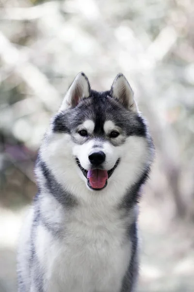 Entzückender Sibirischer Husky Hund Freien — Stockfoto