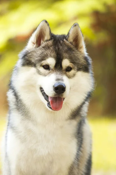 Adorabile Cane Husky Siberiano All Aperto — Foto Stock