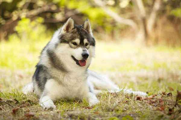 Bedårande Sibirisk Husky Hund Utomhus — Stockfoto