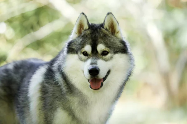 Αξιολάτρευτο Σκυλί Husky Σιβηρίας Εξωτερικούς Χώρους — Φωτογραφία Αρχείου