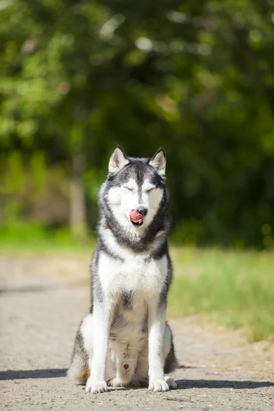 Imádnivaló Szibériai Husky Kutya Szabadban — Stock Fotó