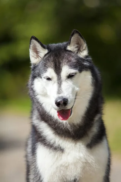 Αξιολάτρευτο Σκυλί Husky Σιβηρίας Εξωτερικούς Χώρους — Φωτογραφία Αρχείου
