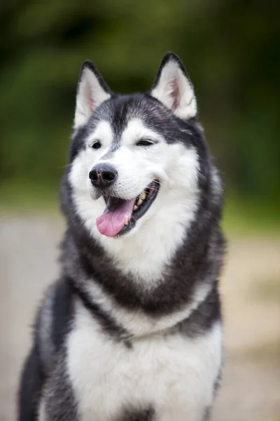 Uroczy Syberyjski Husky Pies Zewnątrz — Zdjęcie stockowe