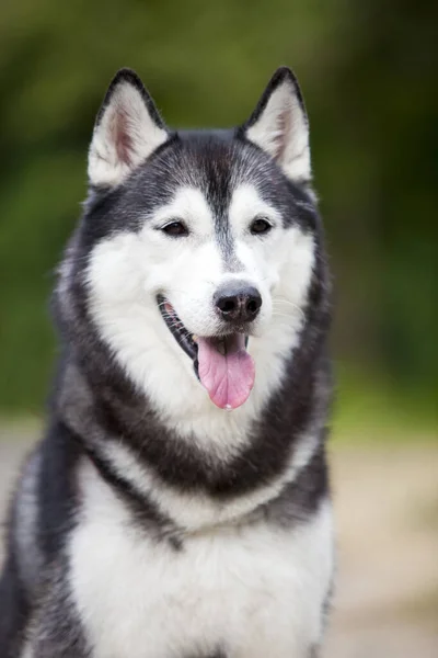 Αξιολάτρευτο Σκυλί Husky Σιβηρίας Εξωτερικούς Χώρους — Φωτογραφία Αρχείου