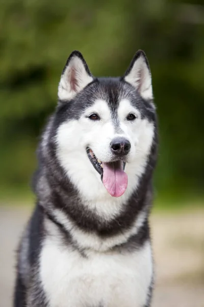 Schattige Siberische Husky Hond Buiten — Stockfoto