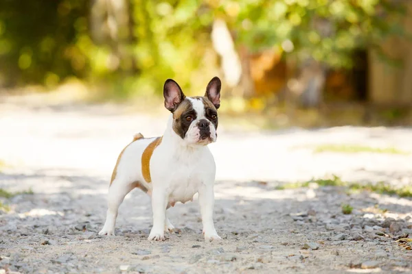 Aranyos Francia Bulldog Kiskutya Szabadban — Stock Fotó