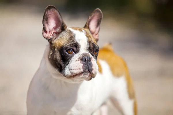 Niedliche Französische Bulldogge Welpen Freien — Stockfoto