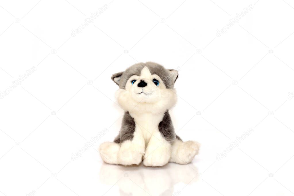 cute little husky dog toy isolated on white background