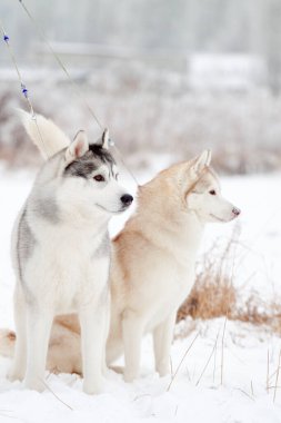 tapılası Sibirya köpeği açık havada.