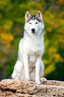 tapılası Sibirya köpeği açık havada.