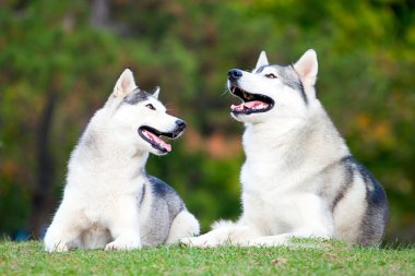 tapılası Sibirya köpeği açık havada.