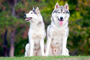 tapılası Sibirya köpeği açık havada.