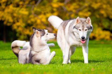 tapılası Sibirya köpeği açık havada.